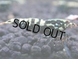361　K【秋の大量入荷祭！】ド派手系！HY shrimpのギャラクシー超特価！