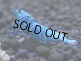 342　C【秋の大量入荷祭！】MATERIAL BLUE オールアダルトメス確定！
