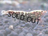 355　K【秋の大量入荷祭！】ド派手系！HY shrimpのギャラクシー超特価！