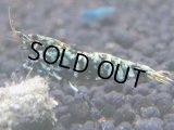 351　K【秋の大量入荷祭！】ド派手系！HY shrimpのギャラクシー超特価！