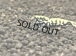 画像1: 383　C【秋の大量入荷祭！】BMGミドル たまにハイグレード！アダルトメス中心超特価！