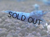 340　C【秋の大量入荷祭！】MATERIAL BLUE オールアダルトメス確定！