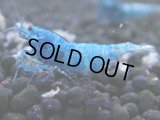 344　C【秋の大量入荷祭！】MATERIAL BLUE オールアダルトメス確定！