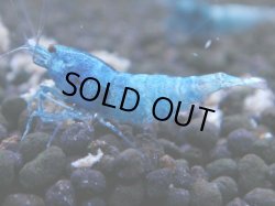 画像1: 344　C【秋の大量入荷祭！】MATERIAL BLUE オールアダルトメス確定！