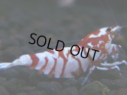 画像1: 408　R【秋の大量入荷祭！】サヤチャンス ハイグレード100連発！