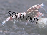 352　K【秋の大量入荷祭！】ド派手系！HY shrimpのギャラクシー超特価！