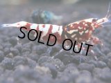 358　K【秋の大量入荷祭！】ド派手系！HY shrimpのギャラクシー超特価！