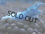 349　C【秋の大量入荷祭！】MATERIAL BLUE オールアダルトメス確定！