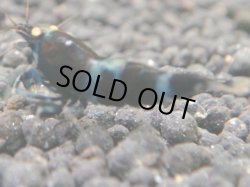 画像1: 502　C【秋の大量入荷祭！】マニア！GHOST DIA