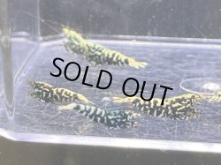 画像2: 013　H【スプリットタイムセール】HY shrimp ブラックギャラクシー プラケース内丸ごとセット