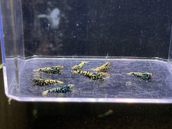 画像1: 013　H【スプリットタイムセール】HY shrimp ブラックギャラクシー プラケース内丸ごとセット