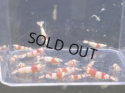 画像1: 001　H【スプリットタイムセール】虎蝦の怪しいえび　プラケース内丸ごとセット