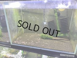 画像1: 005　H【スプリットタイムセール】三好池のトシ　45水槽内丸ごとセット（50匹以上）