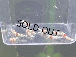 画像1: 012　H【スプリットタイムセール】涼風シュリンプ　抱卵含むメス中心 プラケース内丸ごとセット