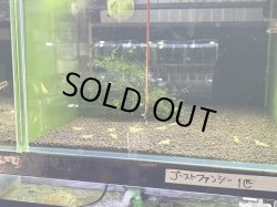 画像1: 015　C【スプリットタイムセール】レア！ゴーストファンシー 種親含む18匹以上　45水槽内丸ごとセット