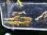 画像1: 028　H【スプリットタイムセール】HY shrimp  レッドギャラクシー白勝ち特価セット！プラケース内丸ごとセット (1)