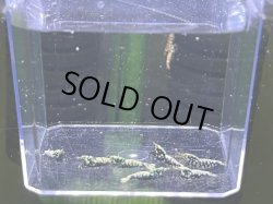 画像2: 018　H【スプリットタイムセール】白勝ちFISHBONE SF アダルトメス中心！プラケース内丸ごとセット