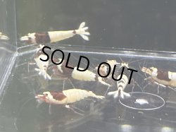 画像2: 031　A【スプリットタイムセール】RED SHADOW 日の丸・モスラ プラケース内丸ごとセット