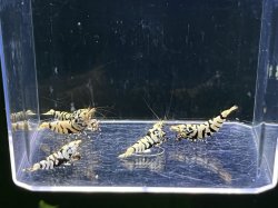 画像2: 026　P【スプリットタイムセール】BLACK FANCY TIGER種親 2.1-2.5cm オス2メス3！プラケース内丸ごとセット