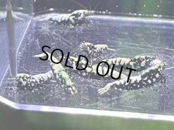 画像1: 018　H【スプリットタイムセール】白勝ちFISHBONE SF アダルトメス中心！プラケース内丸ごとセット