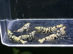 画像1: 026　P【スプリットタイムセール】BLACK FANCY TIGER種親 2.1-2.5cm オス2メス3！プラケース内丸ごとセット