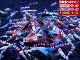 新種系MIX ミドルグレード