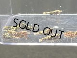 9003 R【スプリットタイムセール】HY shrimp レッドギャラクシーお宝ミックス!プラケース内丸ごとセット