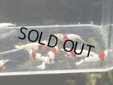 9001 H【スプリットタイムセール】抱卵2匹含むウルトラレッドハイグレード!プラケース内丸ごとセット