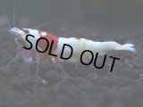 070　C【RT200】ナイトバーゲン！ウルトラレッド ハイグレード！＊明日もナイトバーゲン中心の出品となります