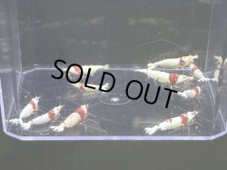 画像2: 9025　H【スプリットタイムセール】ナイトバーゲン！ウルトラレッド超特価！プラケース内丸ごとセット 