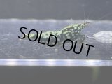 076　H【RT200】HY shrimp BLACK GALAXY ド派手系メスは全部抱卵！