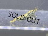 078　H【RT200】HY shrimp BLACK GALAXY ド派手系メスは全部抱卵！