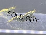077　H【RT200】HY shrimp BLACK GALAXY ド派手系メスは全部抱卵！