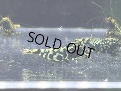 画像1: 071 H【RT200】HY shrimp BLACK GALAXY ド派手系メスは全部抱卵!