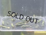 9022　K【スプリットタイムセール】ナイトバーゲン！HY shrimp BG超特価！プラケース内丸ごとセット 