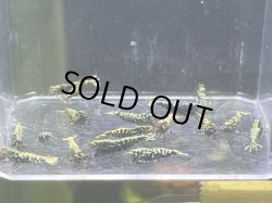 画像1: 9022　K【スプリットタイムセール】ナイトバーゲン！HY shrimp BG超特価！プラケース内丸ごとセット 