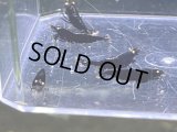9020　C【スプリットタイムセール】GHOST DIA！プラケース内丸ごとセット ※次回ナイトバーゲンとなります