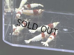 画像1: 9025　H【スプリットタイムセール】ナイトバーゲン！ウルトラレッド超特価！プラケース内丸ごとセット 