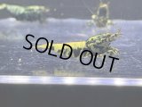 074　H【RT200】HY shrimp BLACK GALAXY ド派手系メスは全部抱卵！