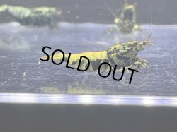 画像1: 074 H【RT200】HY shrimp BLACK GALAXY ド派手系メスは全部抱卵!