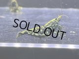 075　H【RT200】HY shrimp BLACK GALAXY ド派手系メスは全部抱卵！