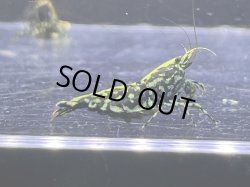 画像1: 075 H【RT200】HY shrimp BLACK GALAXY ド派手系メスは全部抱卵!