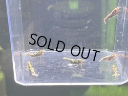 画像2: 9023　K【スプリットタイムセール】ナイトバーゲン！HY shrimp RG超特価！プラケース内丸ごとセット 