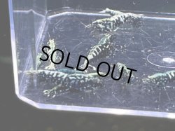画像2: 9029　C【スプリットタイムセール】ナイトバーゲン！フィッシュボーン超特価！プラケース内丸ごとセット 