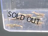 9023　K【スプリットタイムセール】ナイトバーゲン！HY shrimp RG超特価！プラケース内丸ごとセット 