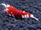 130　C【RT200】ナイトバーゲン！新種系色々MIX！BIG2.3cm