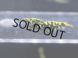 079　H【RT200】HY shrimp BLACK GALAXY ド派手系メスは全部抱卵！