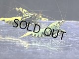 073　H【RT200】HY shrimp BLACK GALAXY ド派手系メスは全部抱卵！