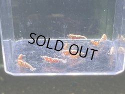 画像2: 9033 C【スプリットタイムセール】ファイナルナイトバーゲン!レッドフィッシュボーン 超特価!プラケース内丸ごとセット