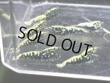 9036　C【スプリットタイムセール】ファイナルナイトバーゲン！フィッシュボーンモスラ系 超特価！プラケース内丸ごとセット 